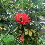Hibiscus schizopetalus Květ