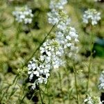 Arabis procurrens موطن