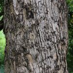 Combretum celastroides Rinde