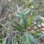 Baccharis salicifolia Blatt