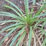 Eryngium paniculatum Leaf