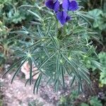 Lupinus angustifolius Likasa