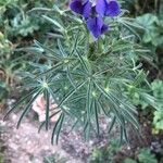 Lupinus angustifolius 葉