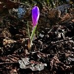 Crocus neapolitanus Fleur