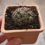 Mammillaria voburnensisLiść