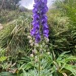 Aconitum napellusFlower