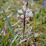 Bellevalia romana Floare