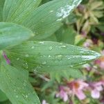 Alstroemeria ligtu Leaf