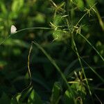 Cyperus sphacelatus പുഷ്പം