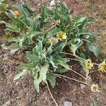 Wyethia sagittata Leaf