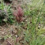 Bromus rubens Flower