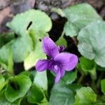 Viola odorata Blüte