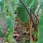 Colocasia esculentaDeilen