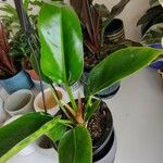 Philodendron martianum Blad