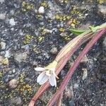 Epilobium brachycarpum Blüte