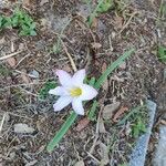 Zephyranthes rosea Cvet