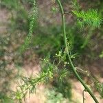 Asparagus acutifolius Blatt