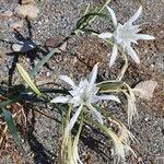 Pancratium maritimum പുഷ്പം