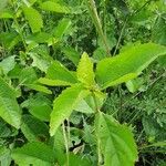 Hibiscus calyphyllus 叶