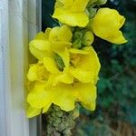 Verbascum densiflorum ᱵᱟᱦᱟ