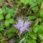 Dianthus hyssopifolius Blüte