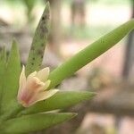 Polystachya mystacioides Flower