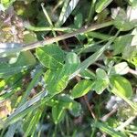 Trifolium fragiferum Lehti