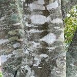 Ilex cassine Corteza