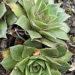 Sempervivum tectorum Blatt