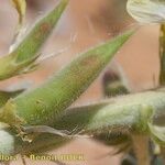 Astragalus akkensis Other