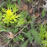 Sanicula arctopoides Blüte