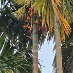 Areca catechu Fruit