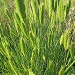 Agropyron cristatum Vivejo