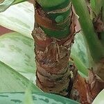 Aglaonema robeleynii Ŝelo