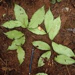 Tetraberlinia bifoliolata Blatt