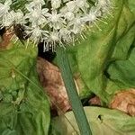 Allium cepa Corteza