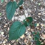 Melochia nodiflora Hoja