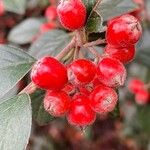 Cotoneaster franchetii Fruit