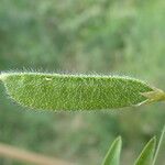Lathyrus hirsutus Mbuma