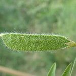 Lathyrus hirsutus Vaisius