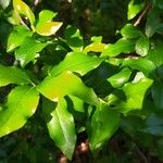 Vaccinium cylindraceum Hoja