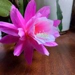 Disocactus phyllanthoides Blüte