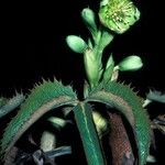 Helleborus lividus Flower