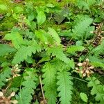 Pedicularis canadensis Hoja