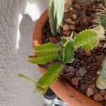 Selenicereus testudo Hostoa