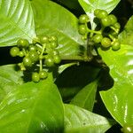 Psychotria racemosa Deilen