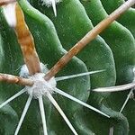 Stenocactus multicostatus Hoja
