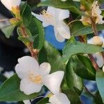 Camellia japonica Flower