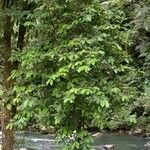 Casearia coronata 整株植物