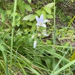 Campanula lactiflora आदत